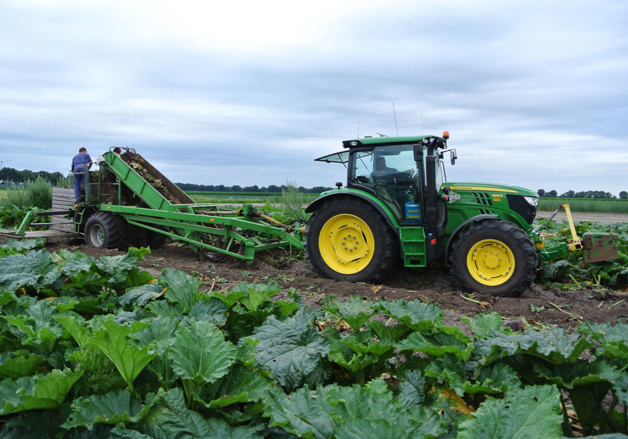 23 rabarberrooier voor het rooien van rabarberpollen