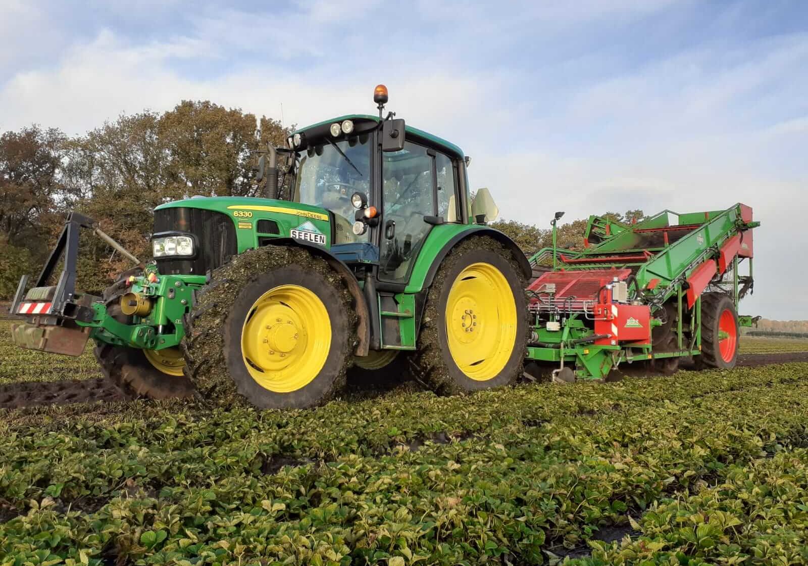 50a aardbeienplanten rooien